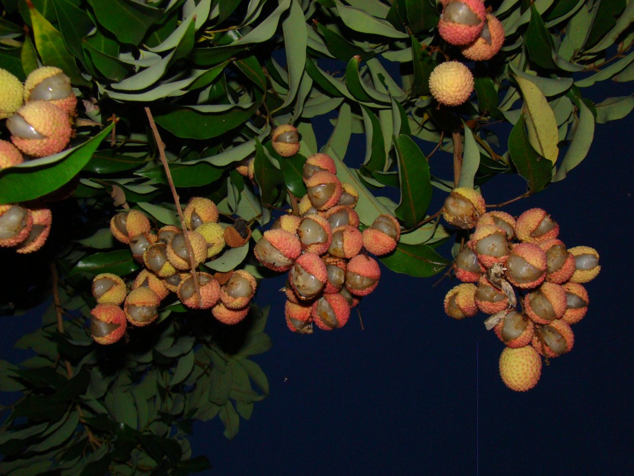 Личи рассада