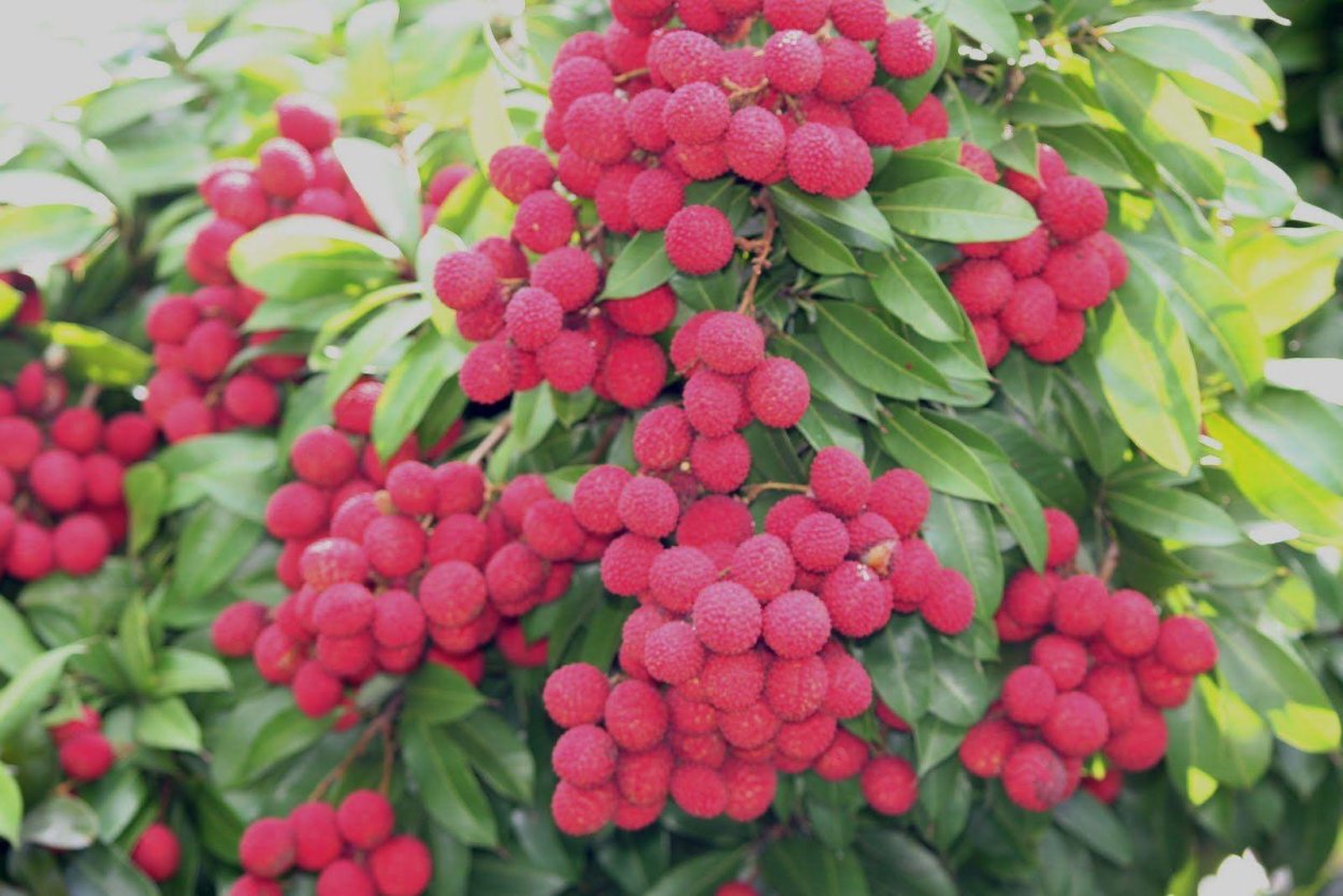 Клубника личи