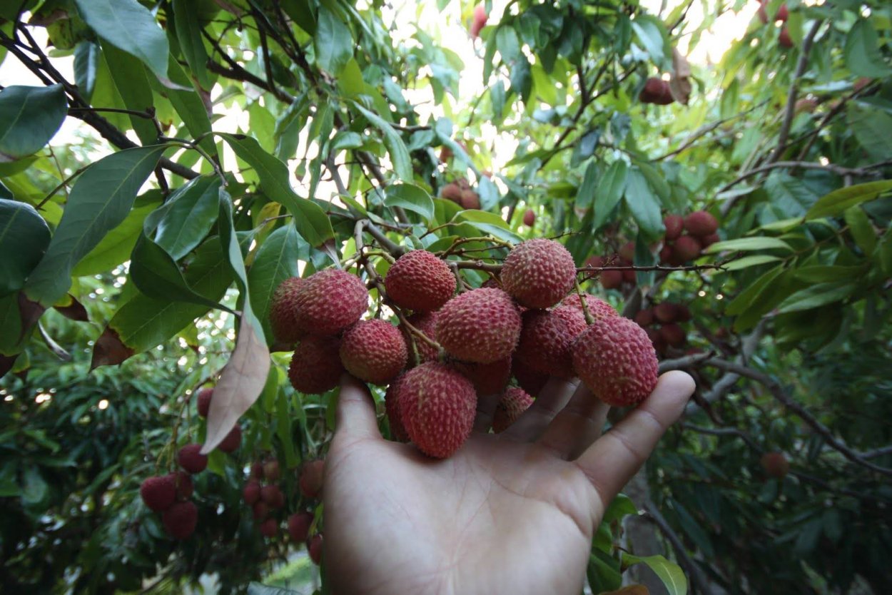 Рамбутан и личи