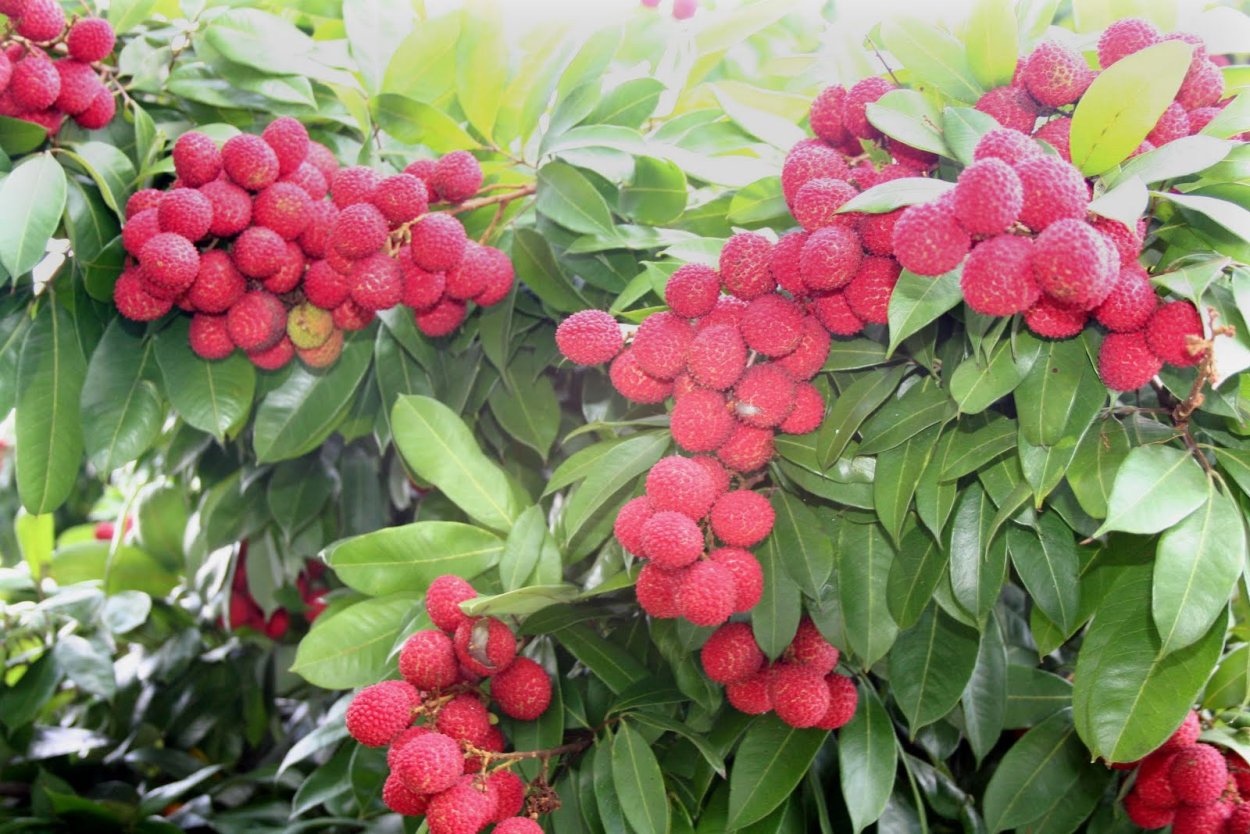 Личи мадагаскарские