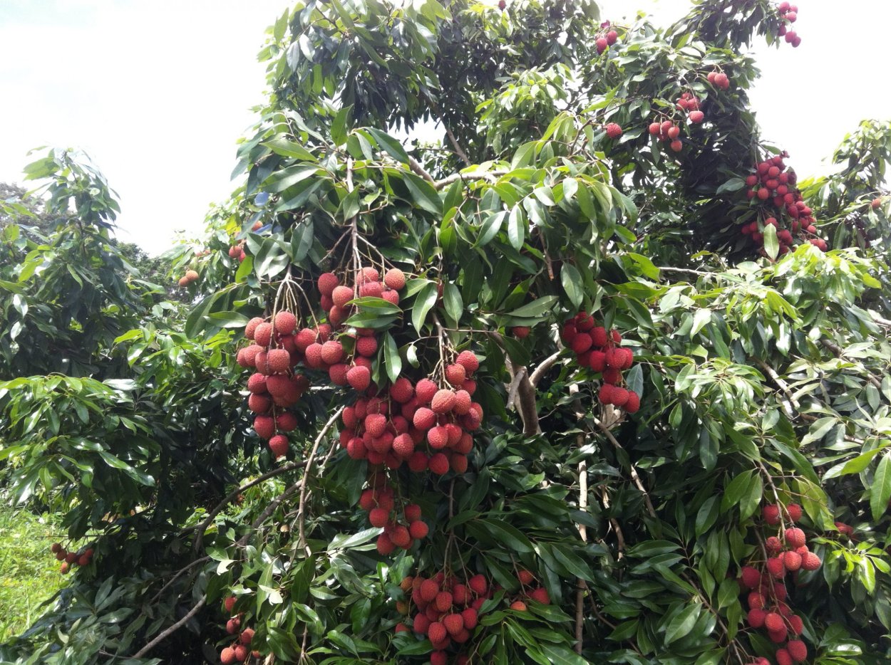 Личи дерево