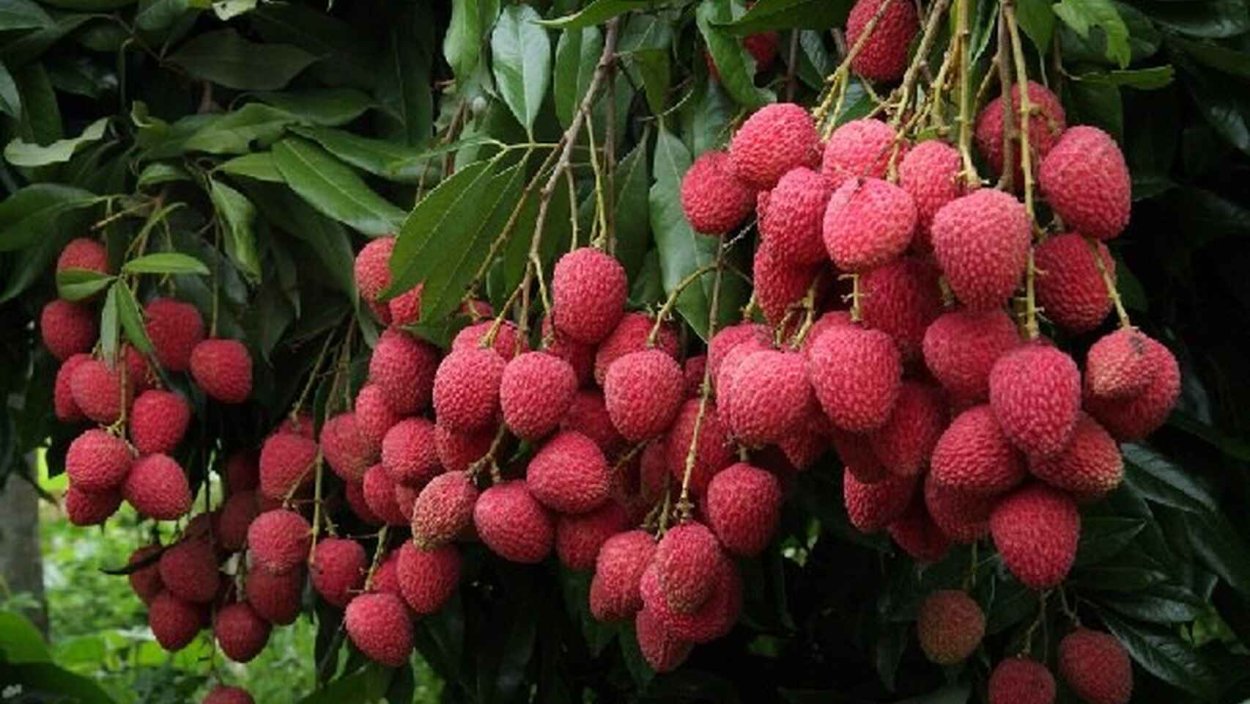 Дичи дерево