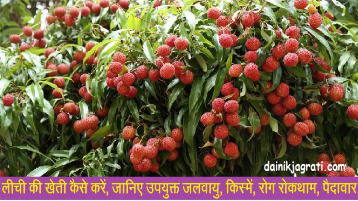 Личи ягода дерево