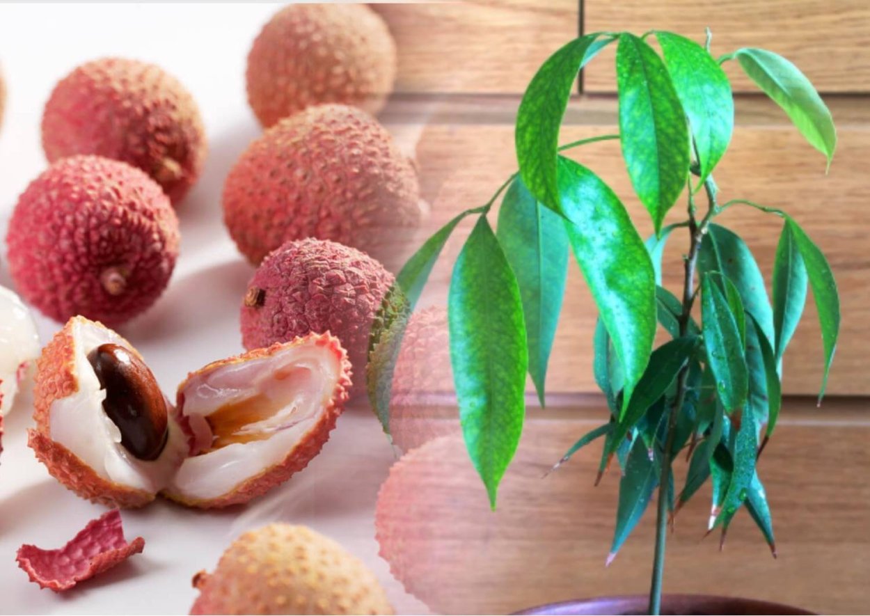 Арбутус Земляничное дерево