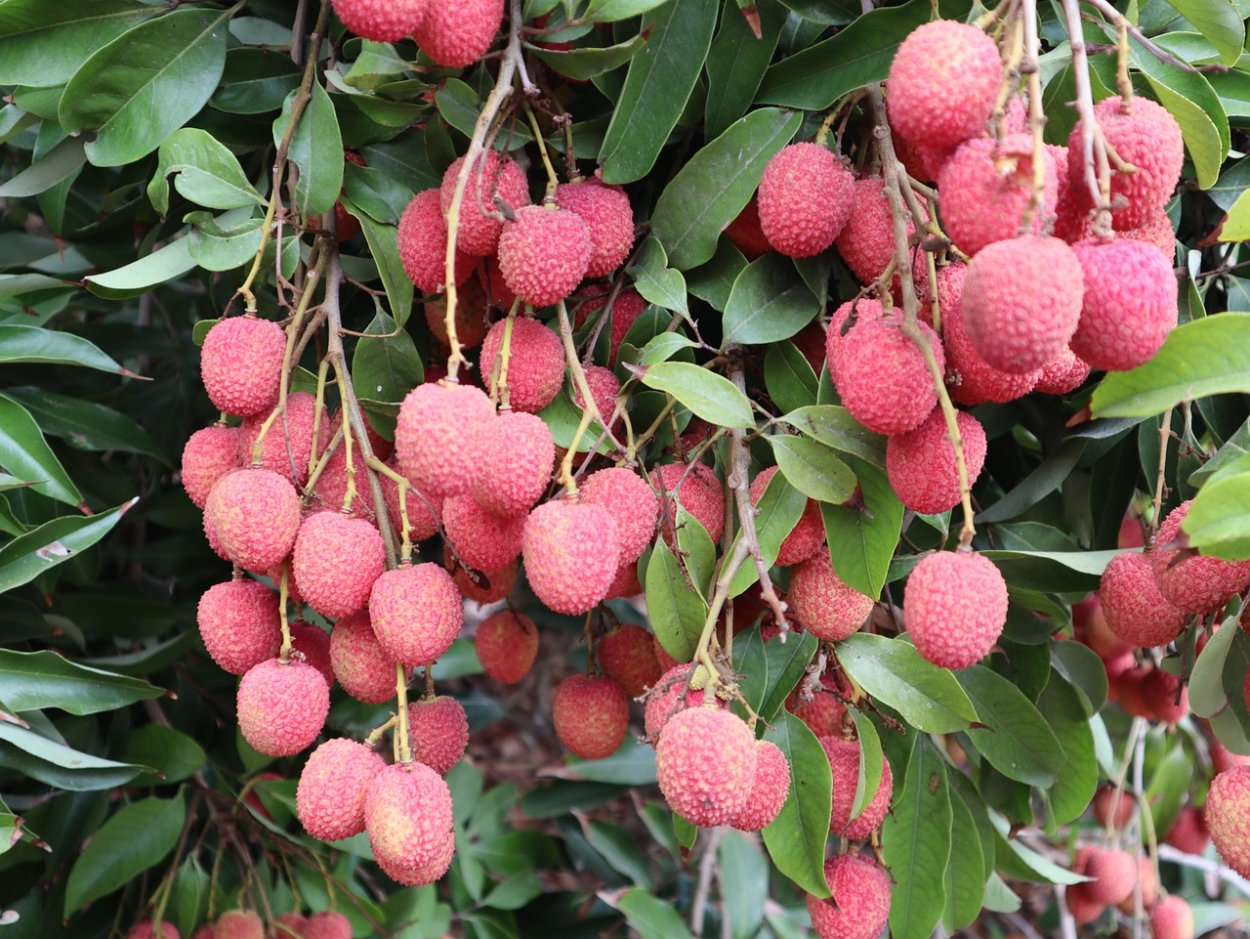 Дерево рамбутана