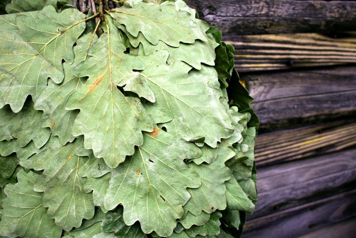 Дубовый веник свежий