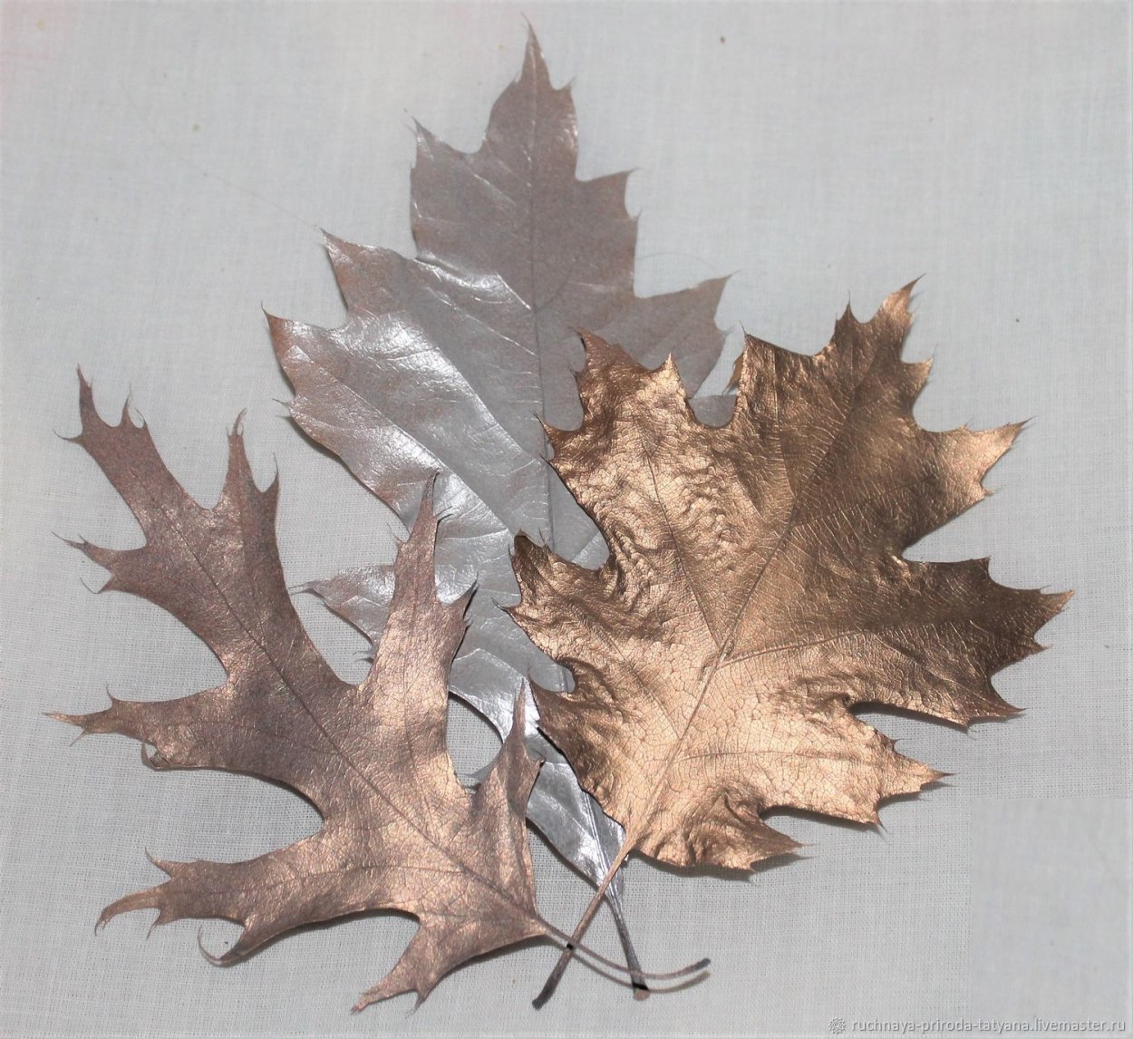 Канадский дуб