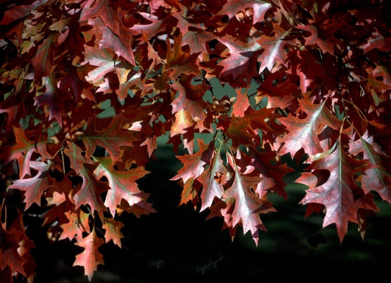 Дуб красный зимостойкость