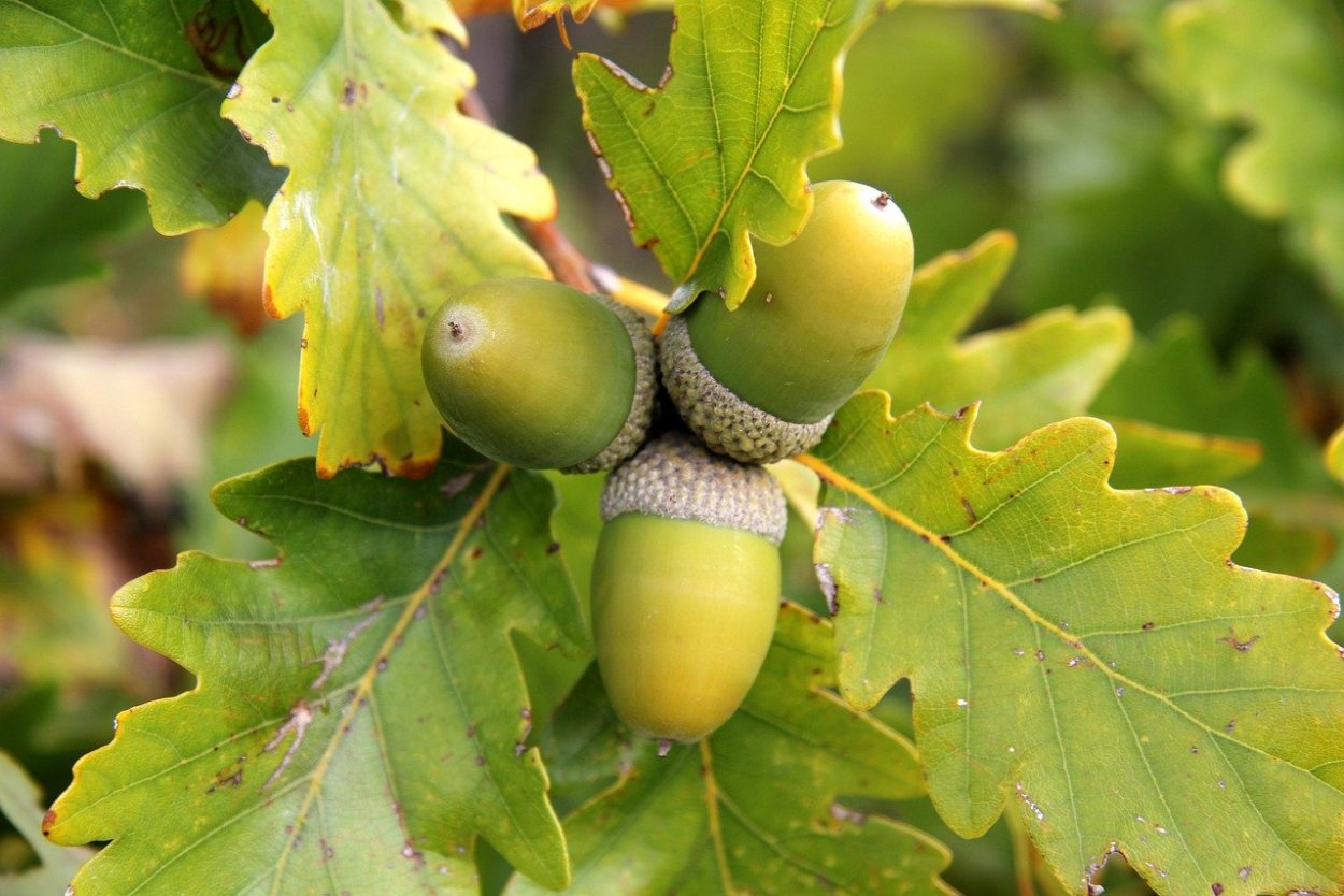 Канадский дуб желуди