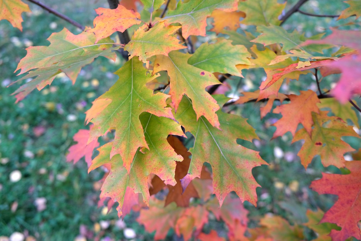 Клен канадский остролистный