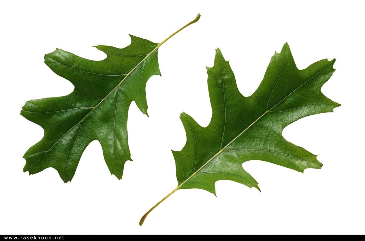 Лист дуба зеленый
