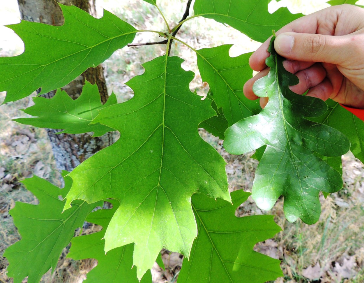 Дуб клиновидный дуболистный клен