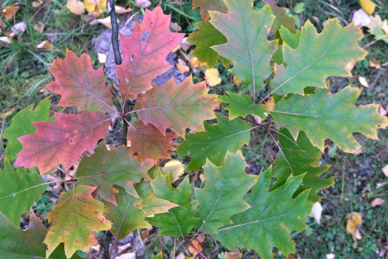 Дуб красный Аурея