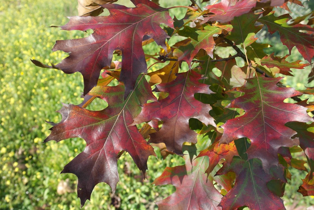 Дуб красный Quercus rubra