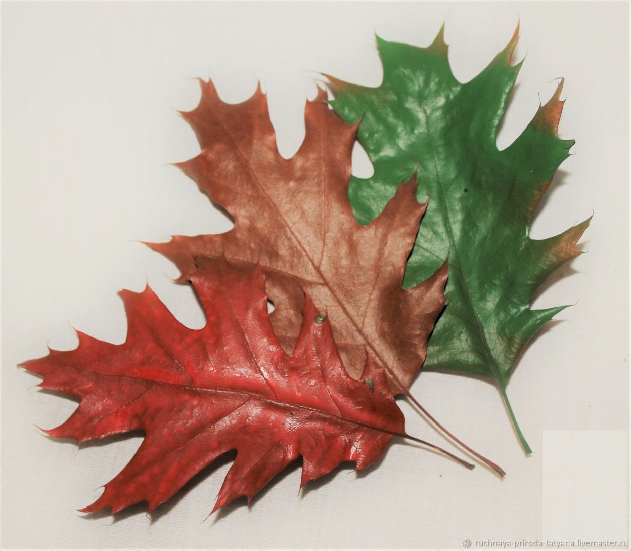 Лист дуба зеленого цвета