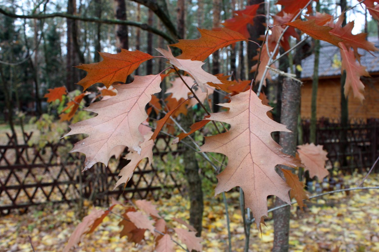 Сахарный клен символ Канады