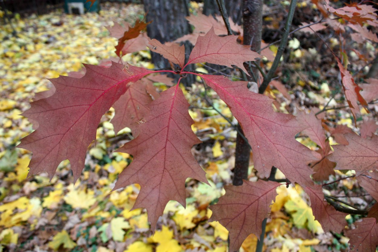 Клен дуболистный