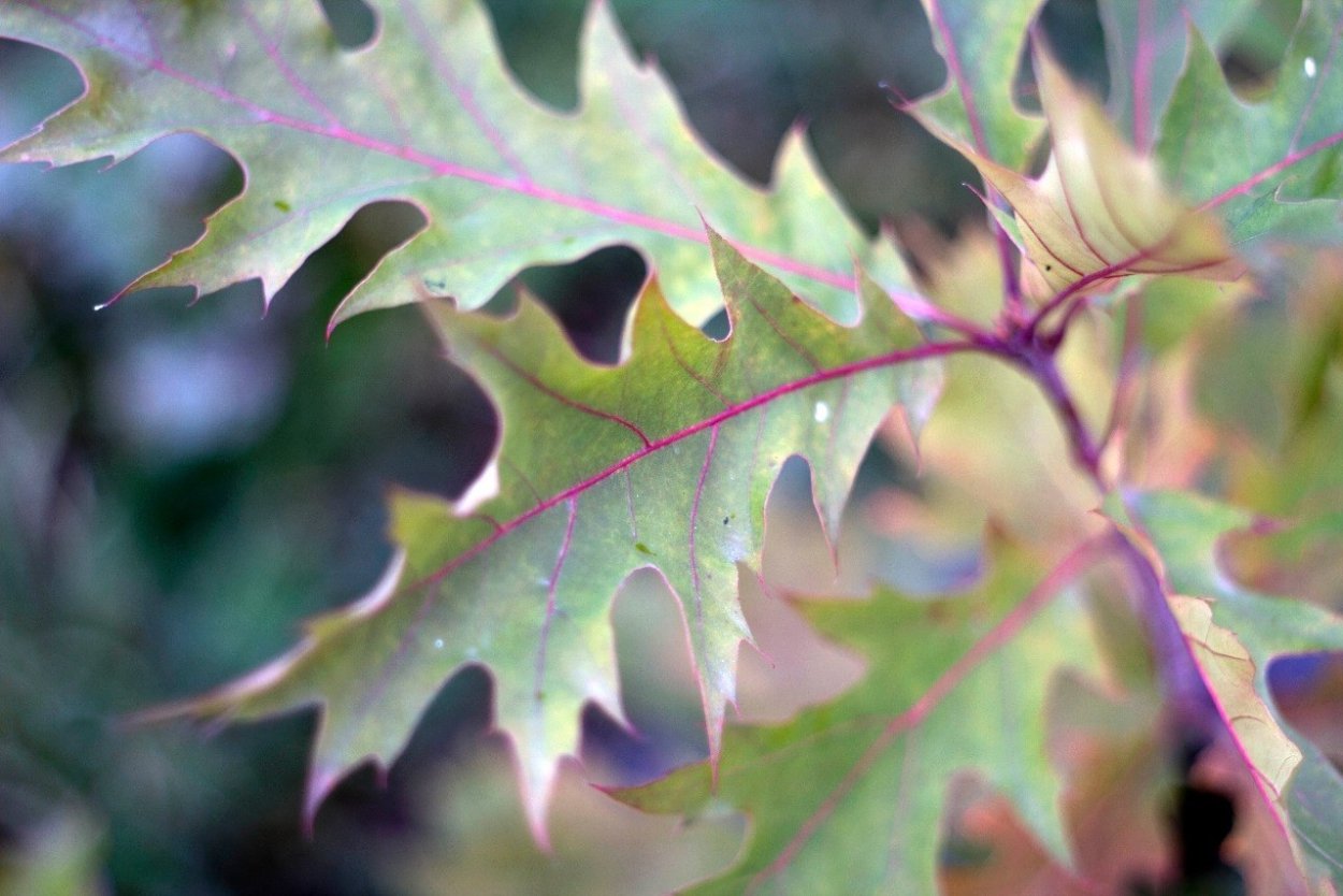 Дуб остролистный красный