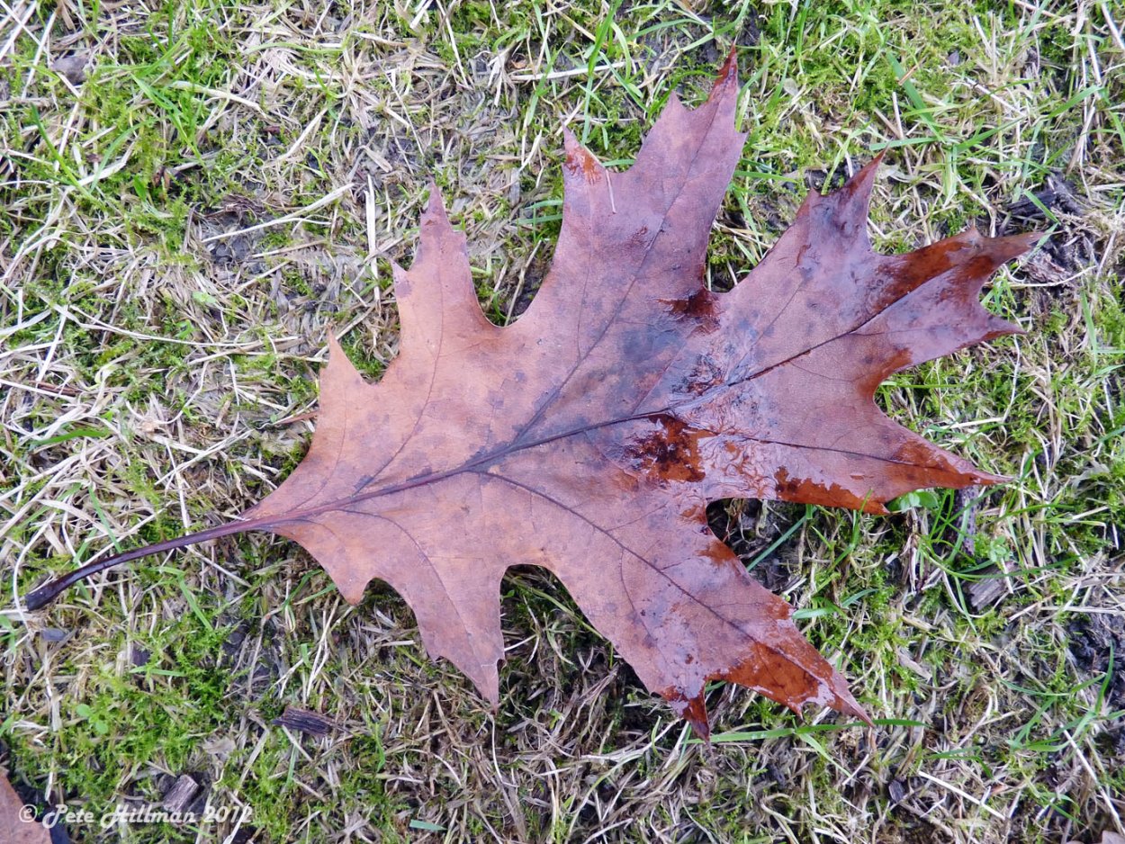 Деревянный фон с дубовыми листьями