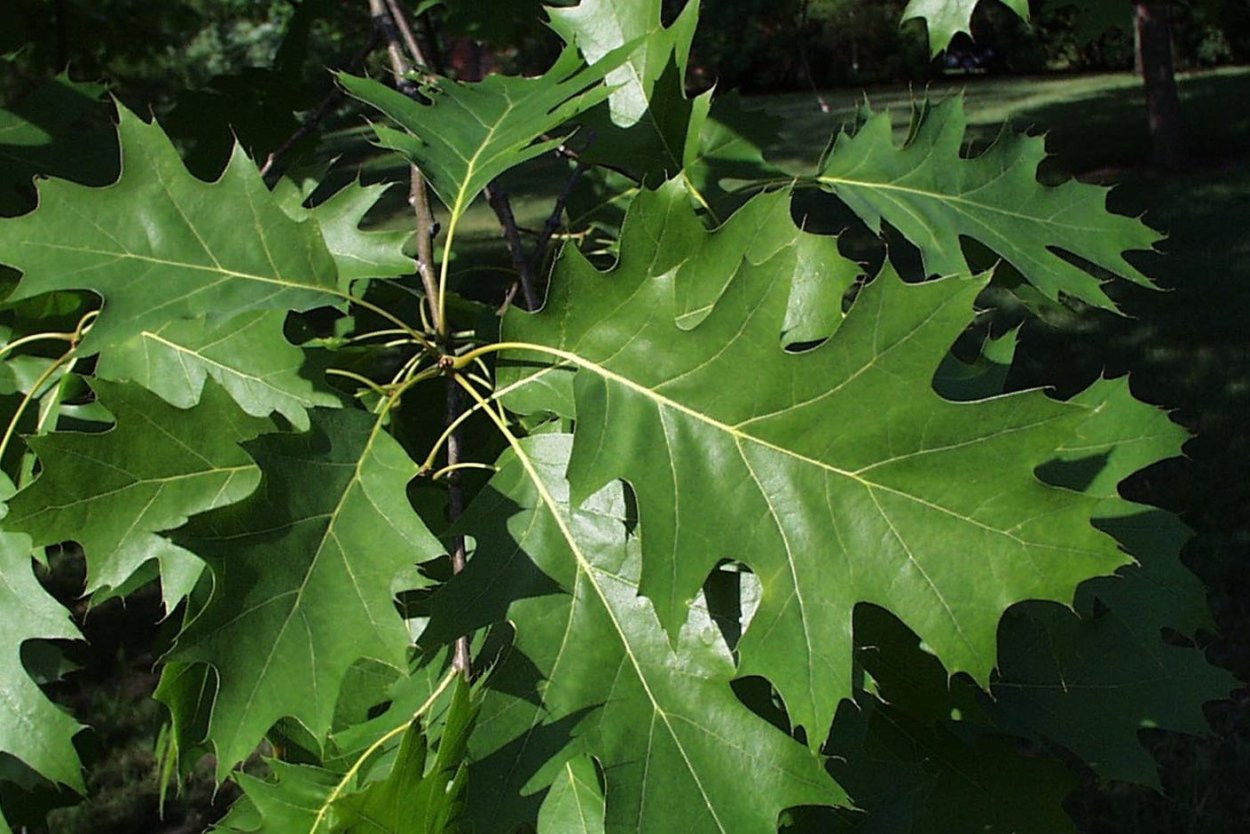 Дуб красный Quercus rubra