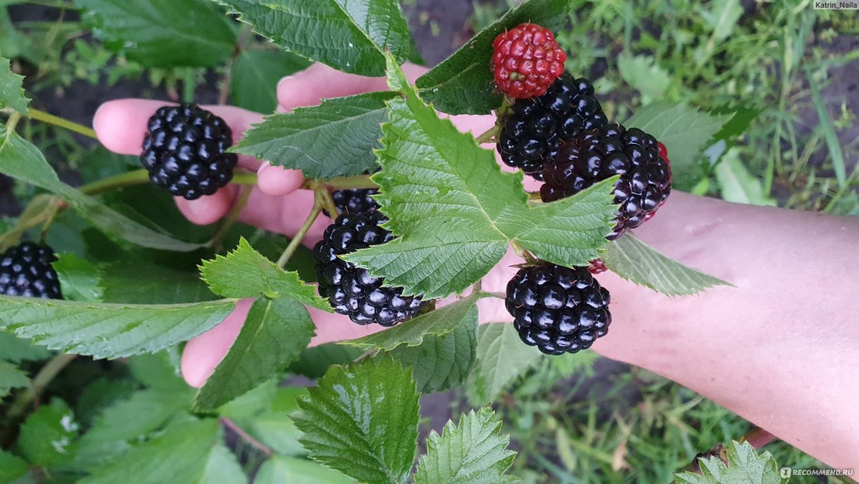 Ежемалина (ежевика) Логанберри