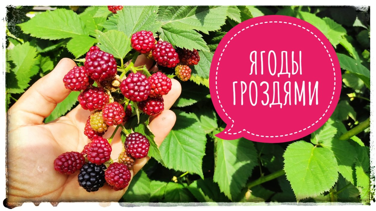 Ежевика Арапахо (с2)