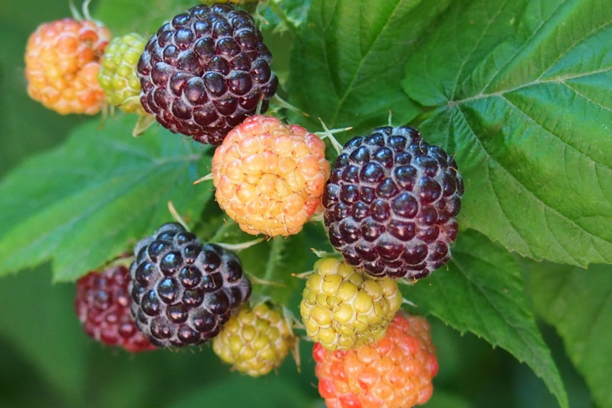 Ежемалина Садовая