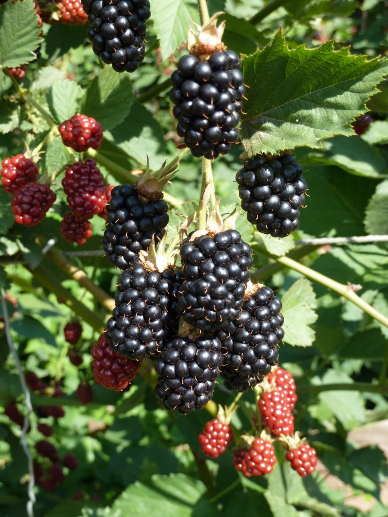 Ежевика Крымская