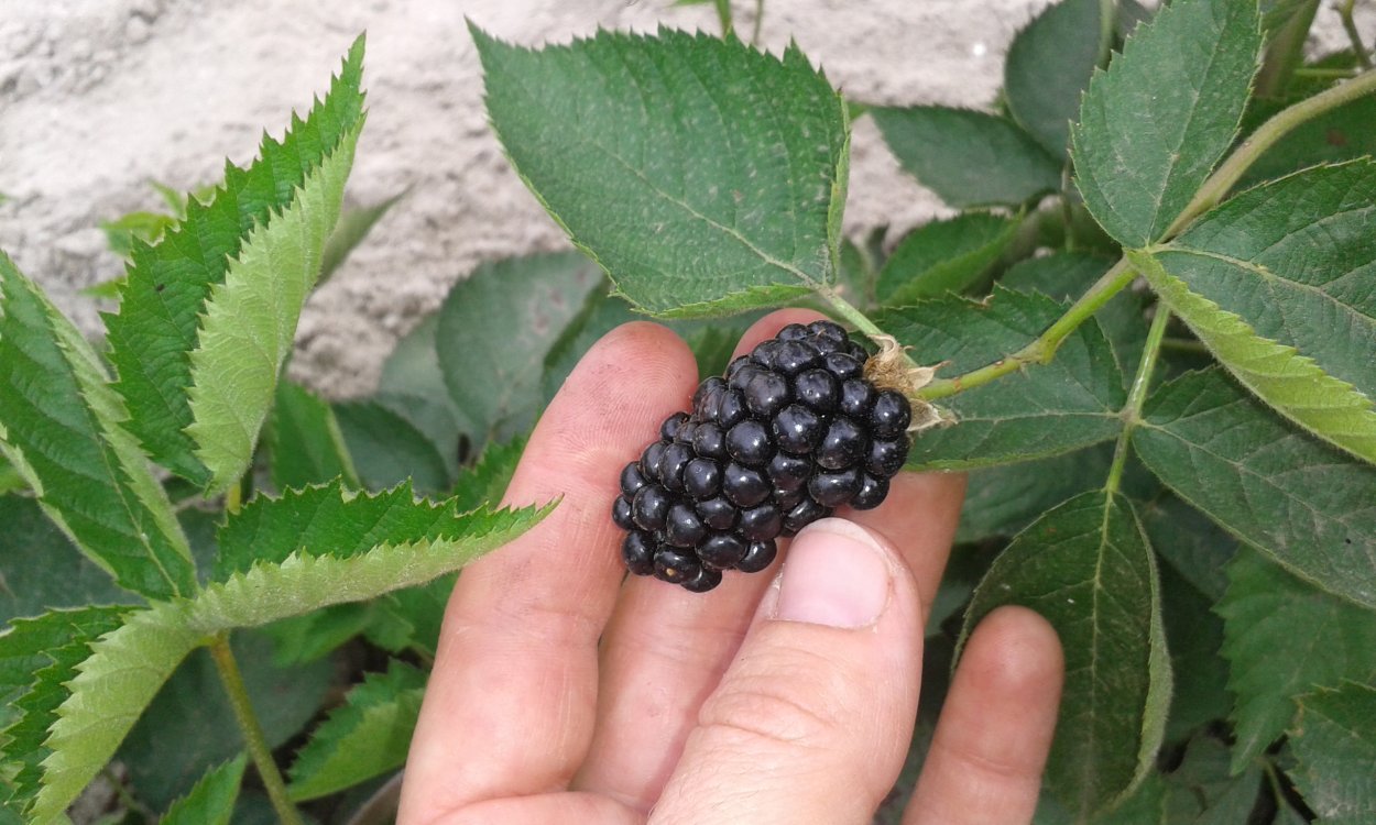 Черная малина листья