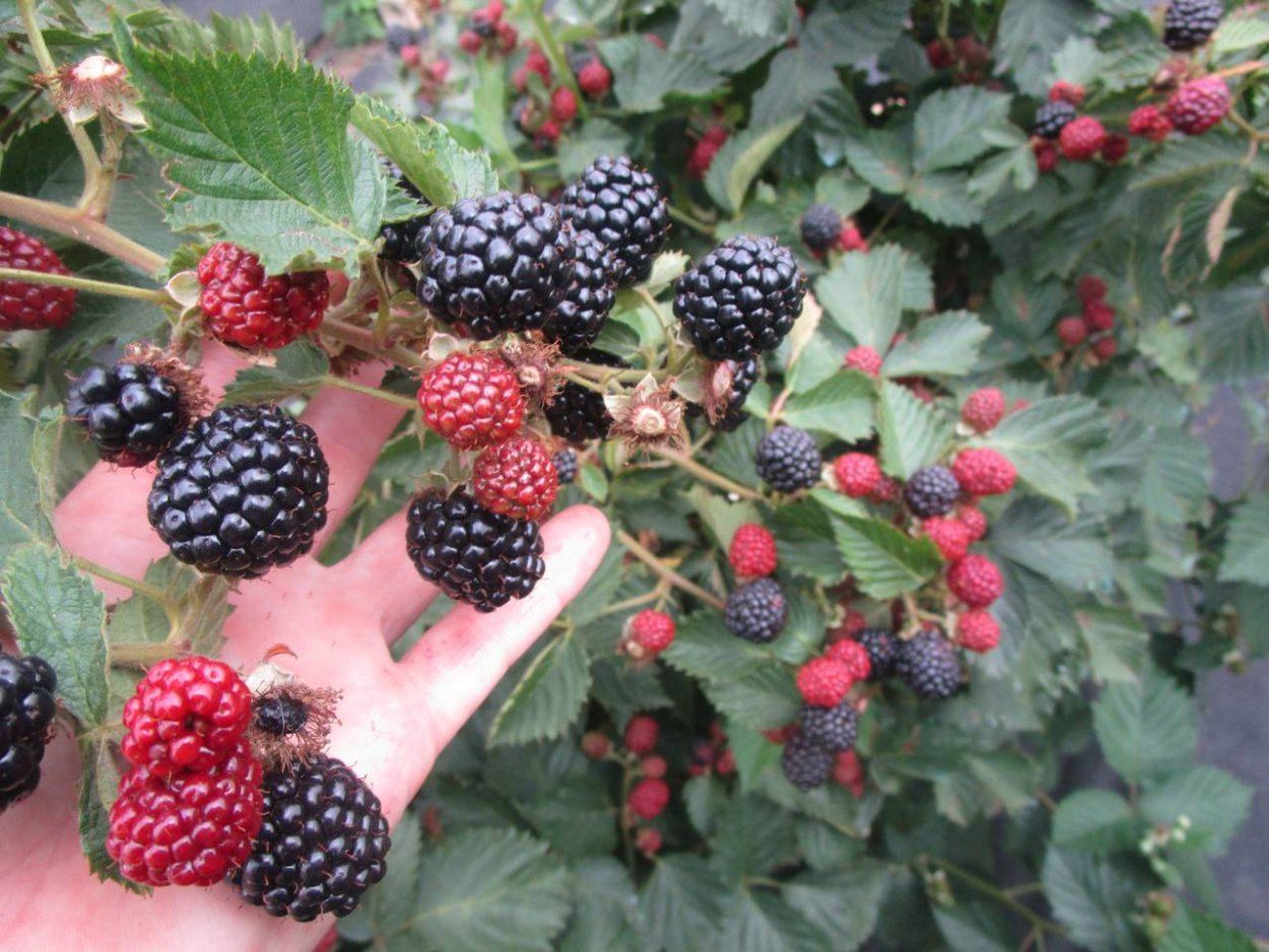 Куст с шипами