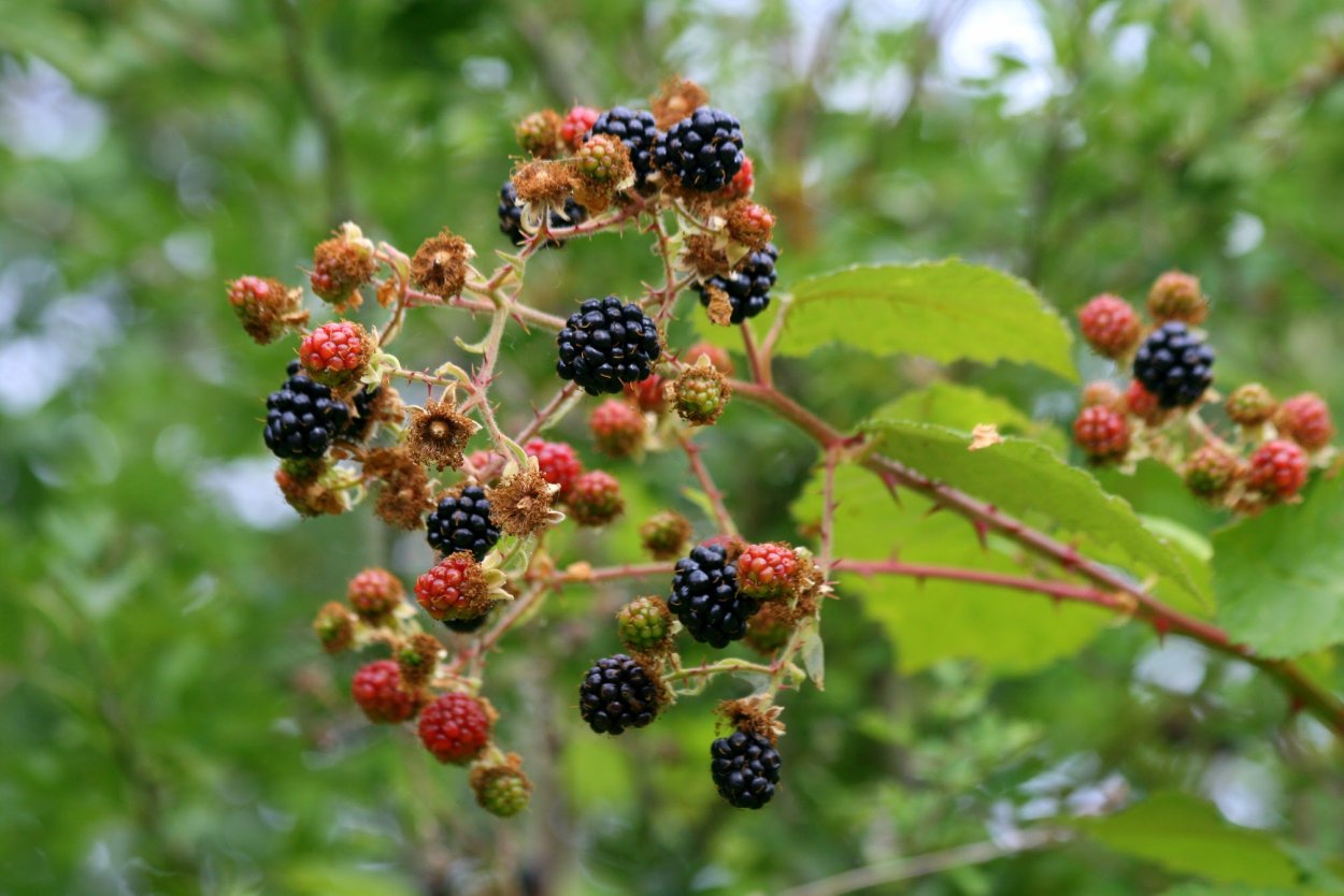 Серые ягоды