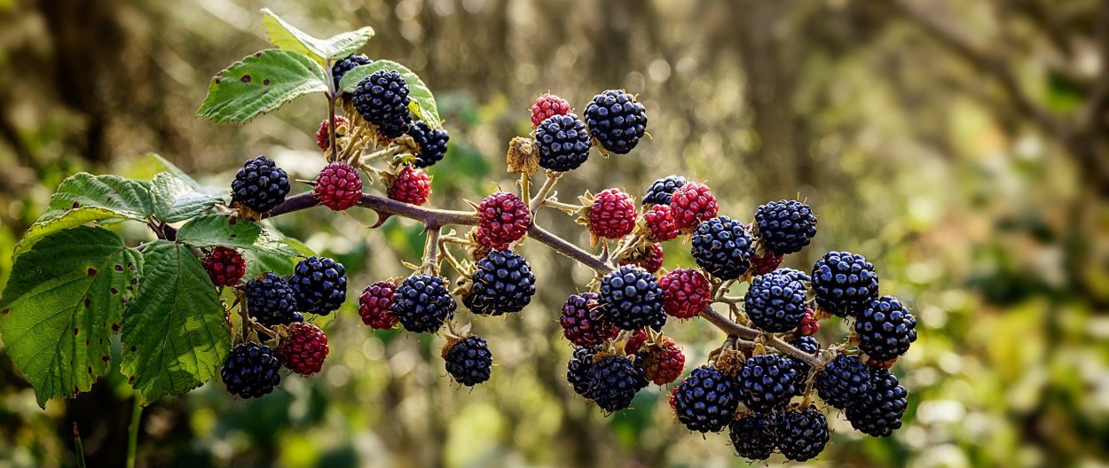 Ежевика куст колючий