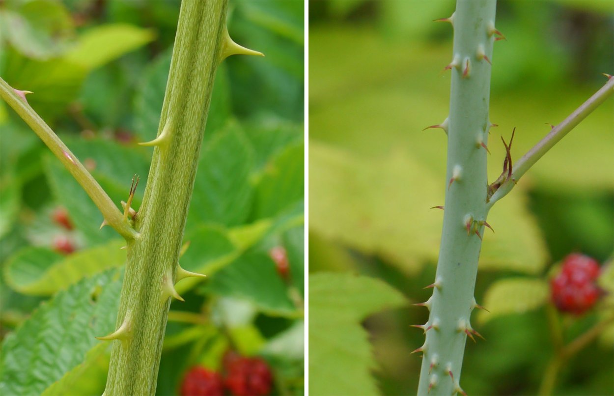 Карака Блэк