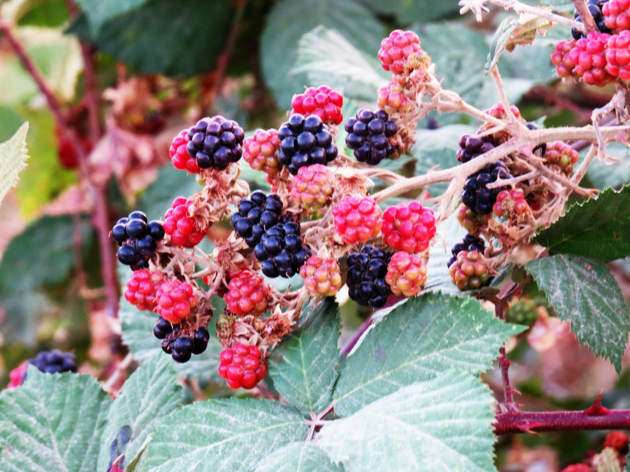 Малина пурпурноплодная (японская)