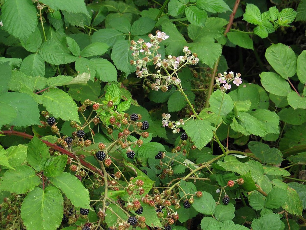 Плодоножка малины