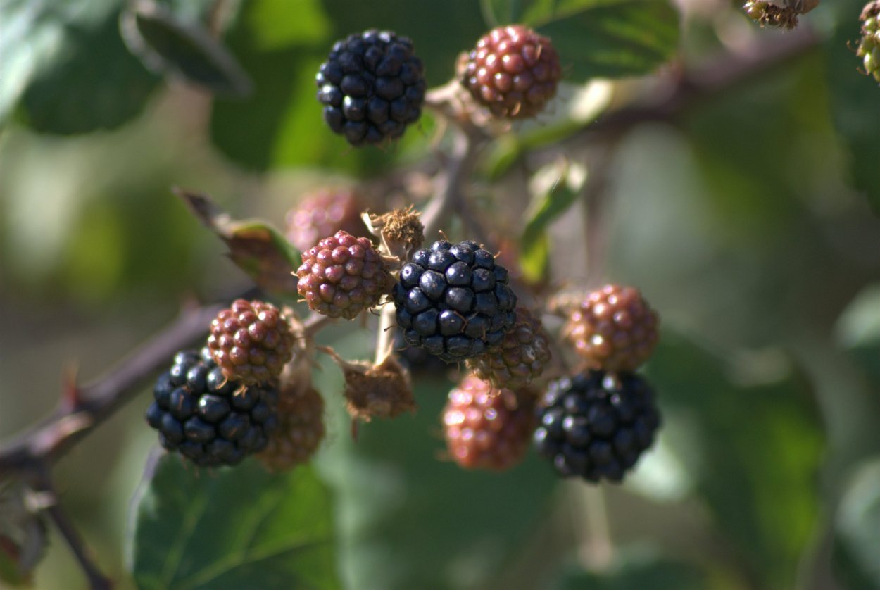 Ежевика без шипов сорт Натчез