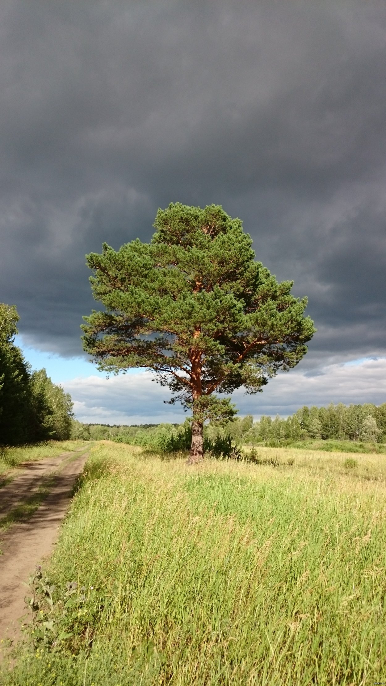 Картас Южный дерево