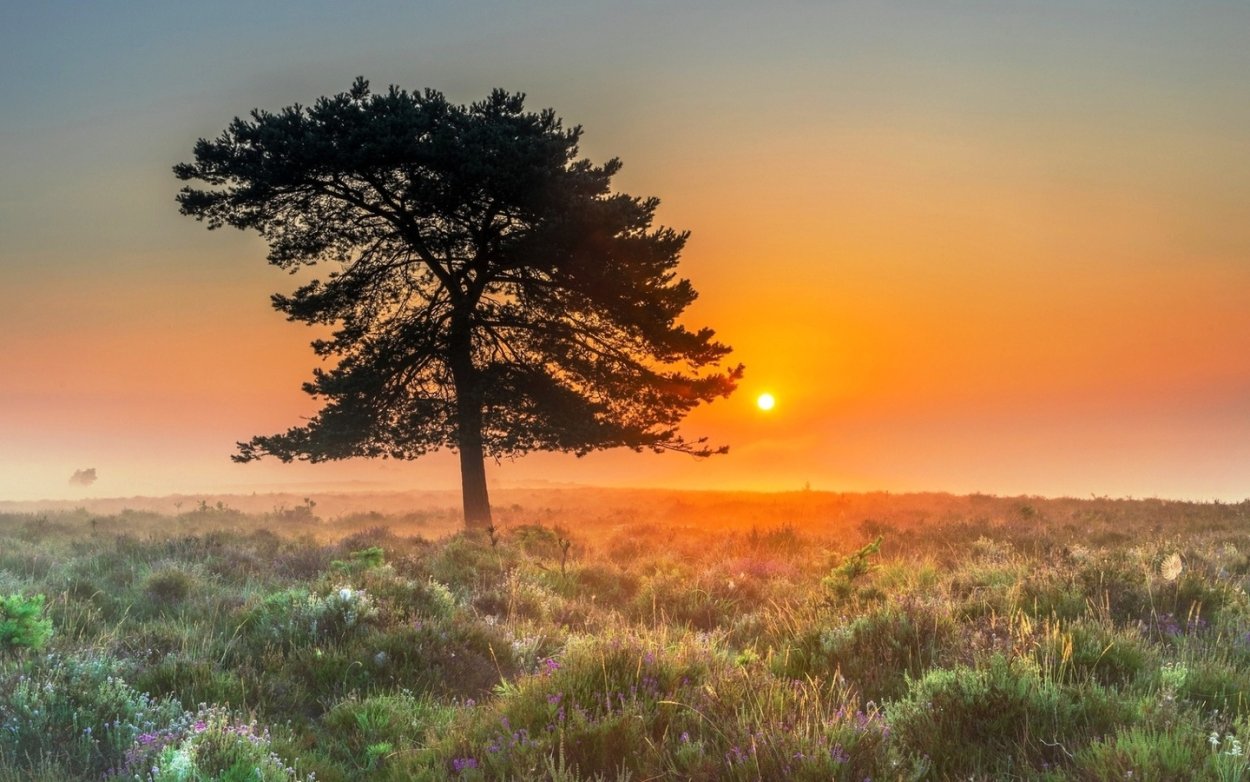 Сосновые степи сериал