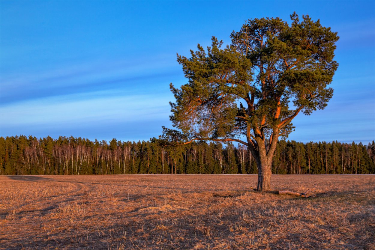 Старая сосна в поле