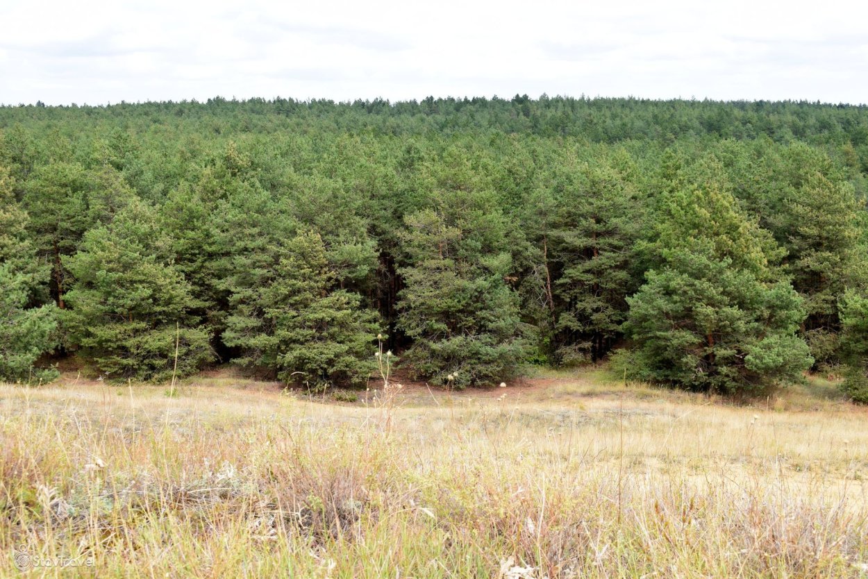 Сосновый Бор Псковская область