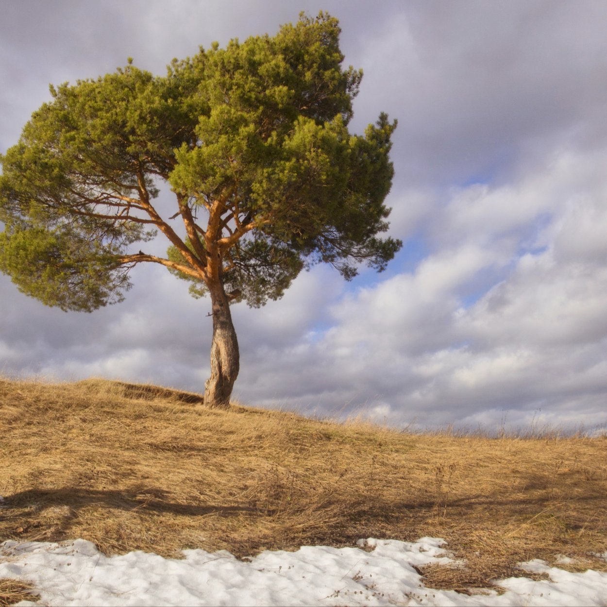 Сосна в степи