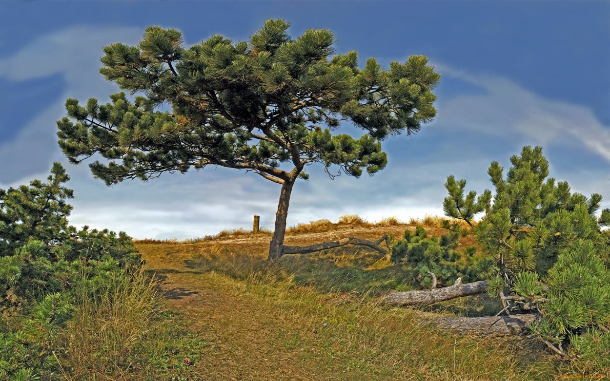 Дубово Сосновый лес