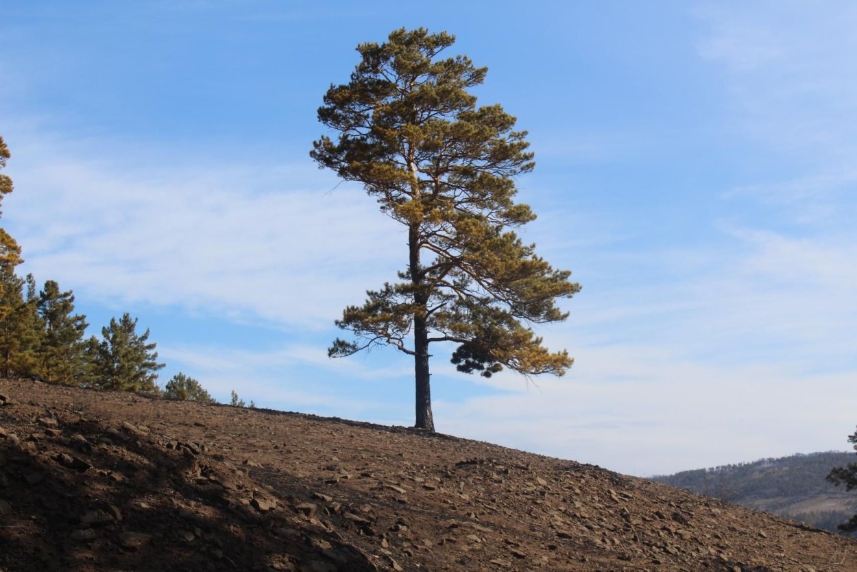 Сосны на закате