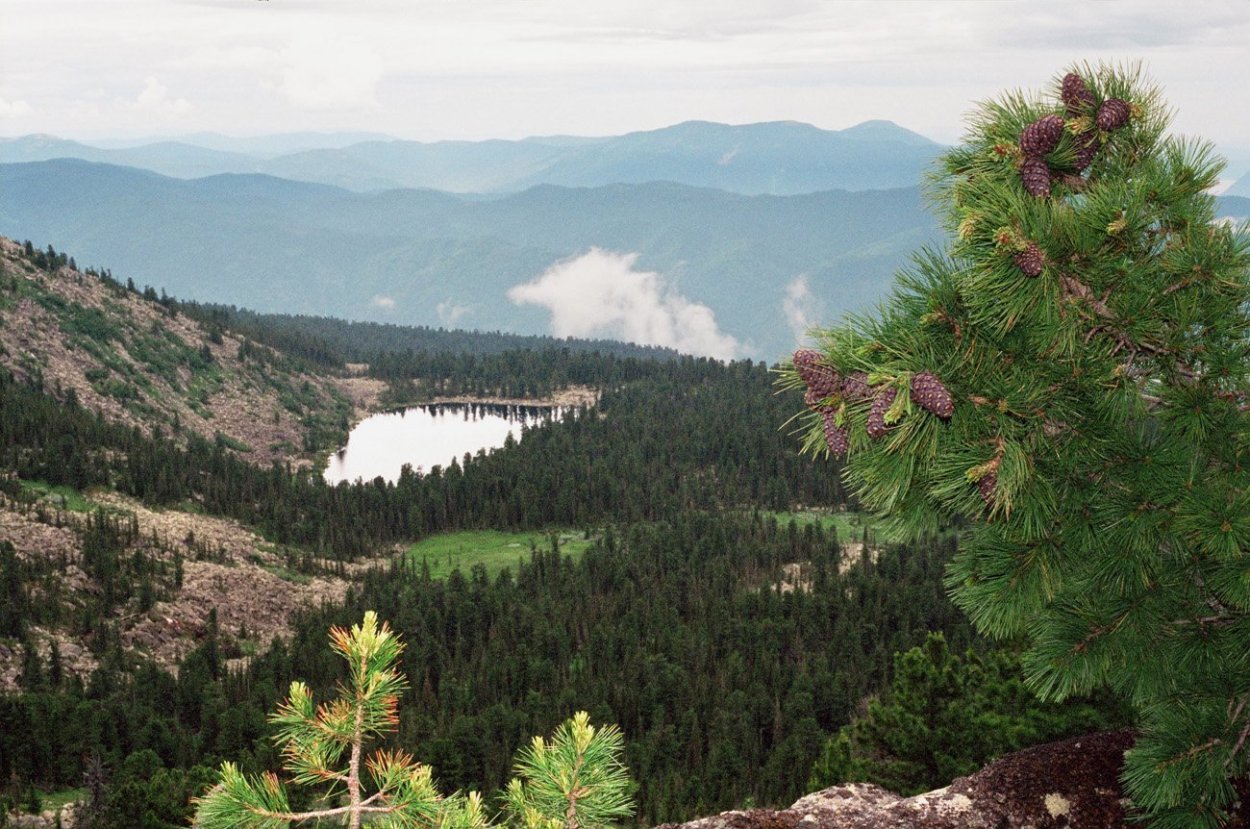 Сосновый Бор в сумерках