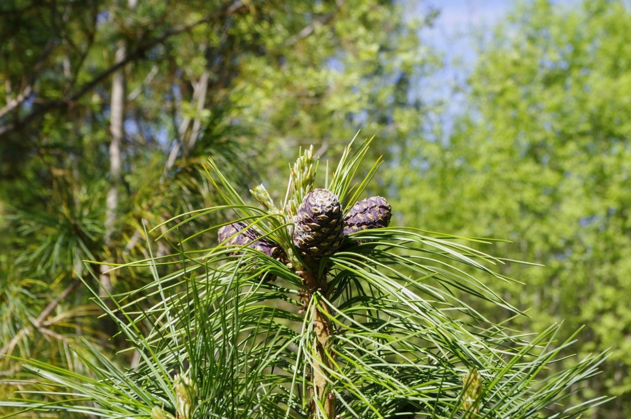Сосна обыкновенная Молодняк
