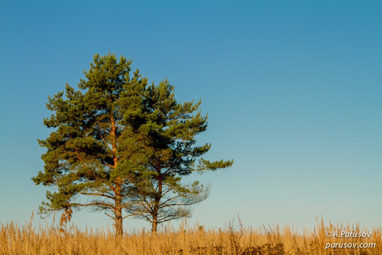 Сосна Кедровый стланик