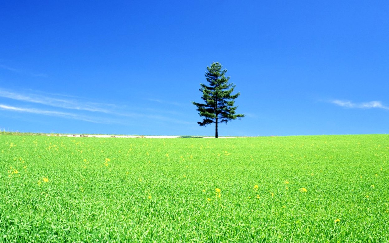 Ель в степи