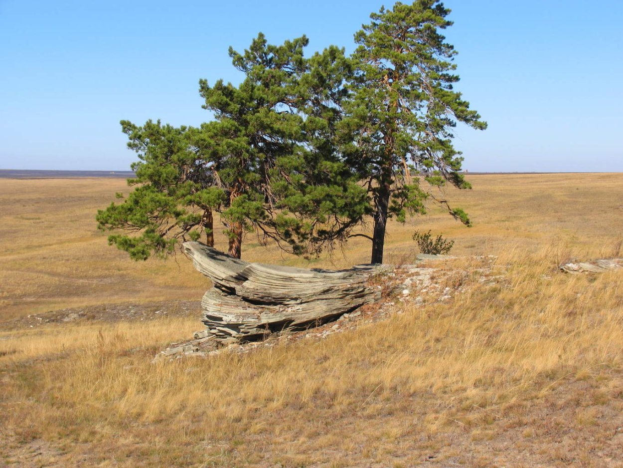 Одинокая сосна в степи