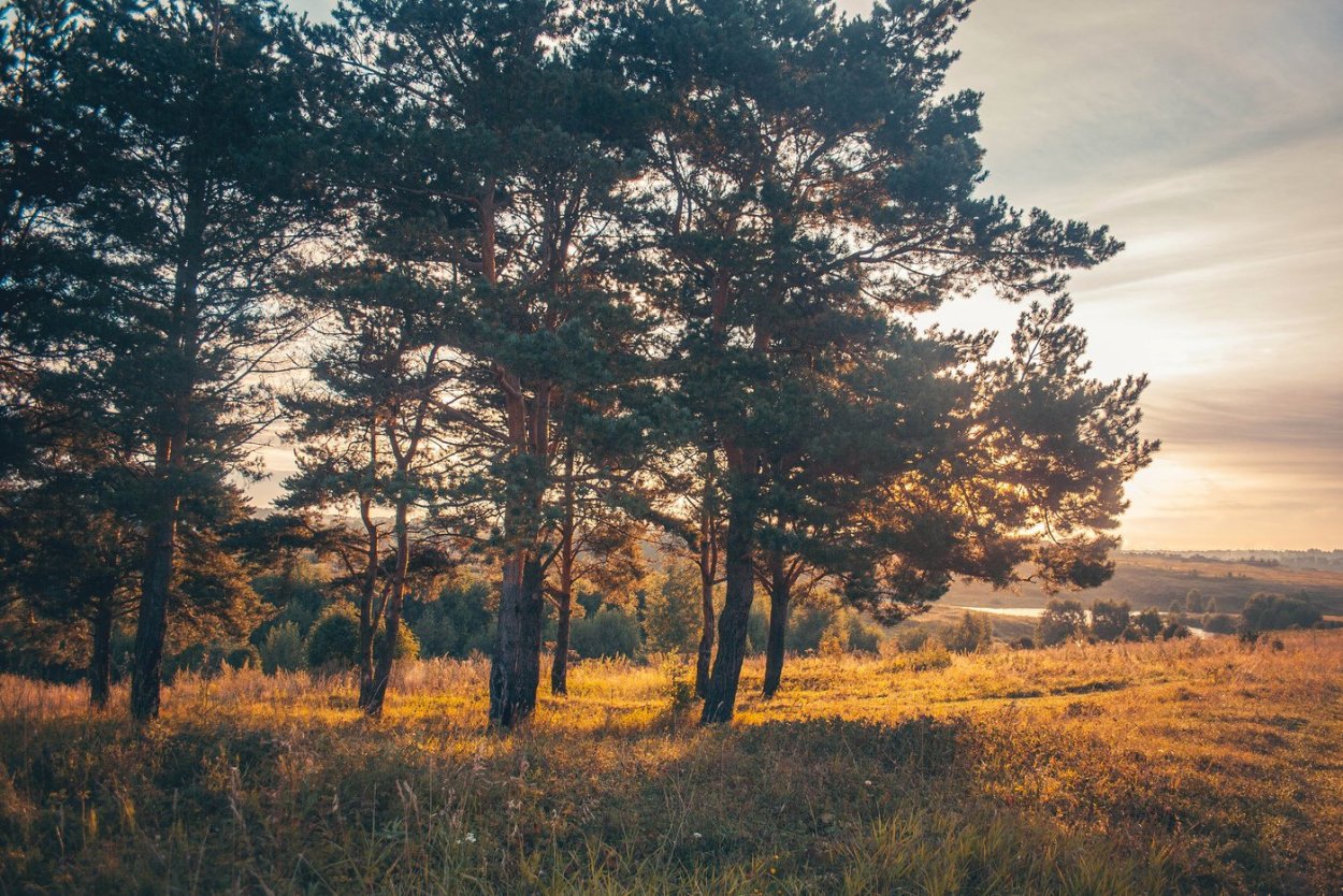 Одинокая сосна Шадриха