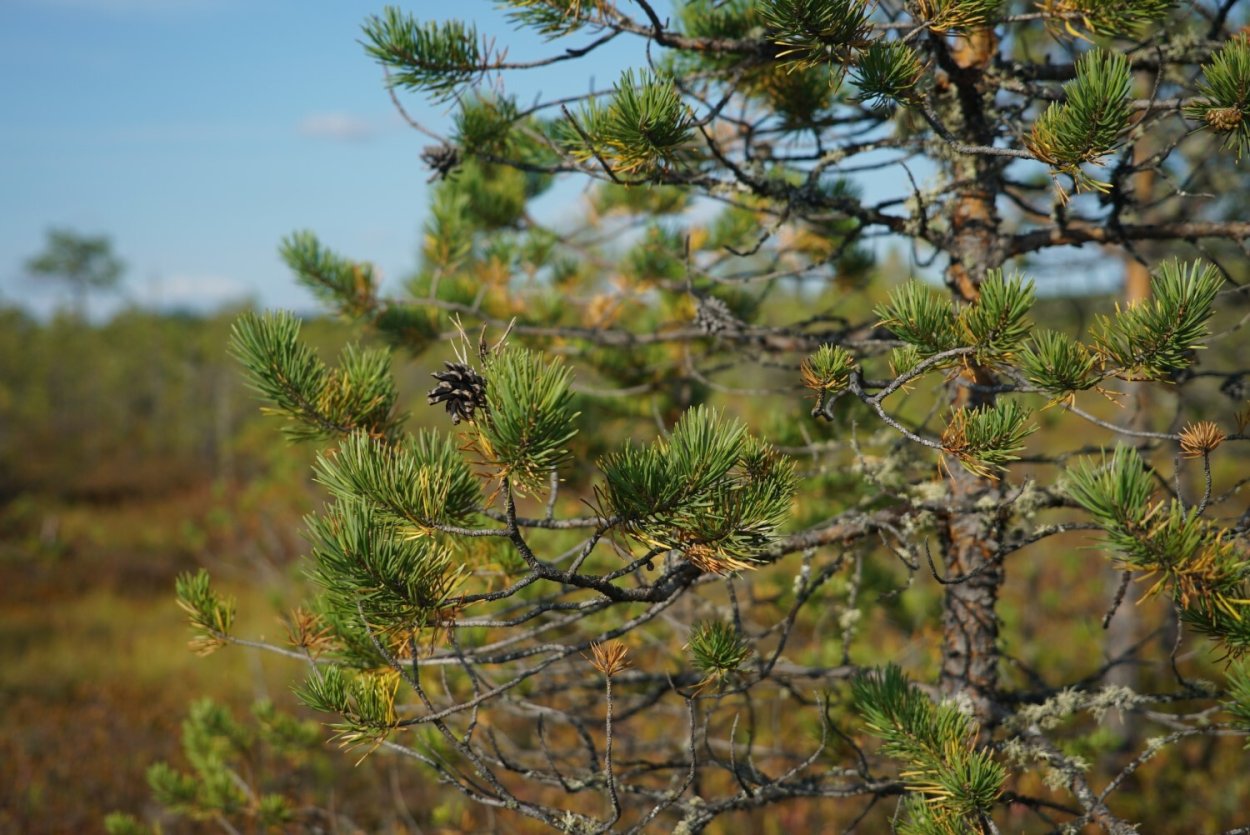 Иванишинская сосна